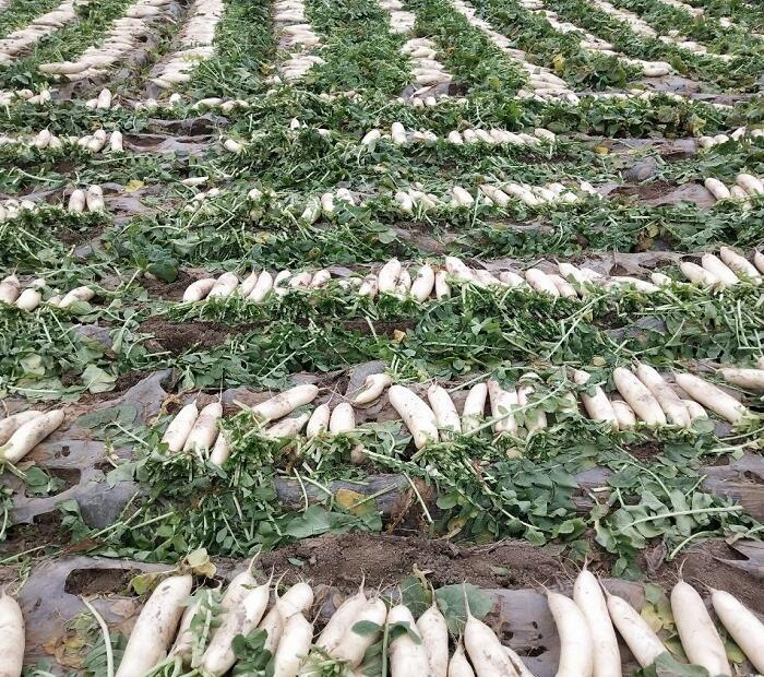 白蘿卜種植基地