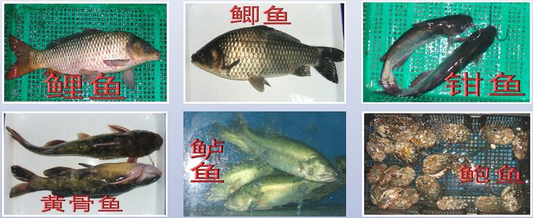 供應水產(chǎn)類質量標準演示圖